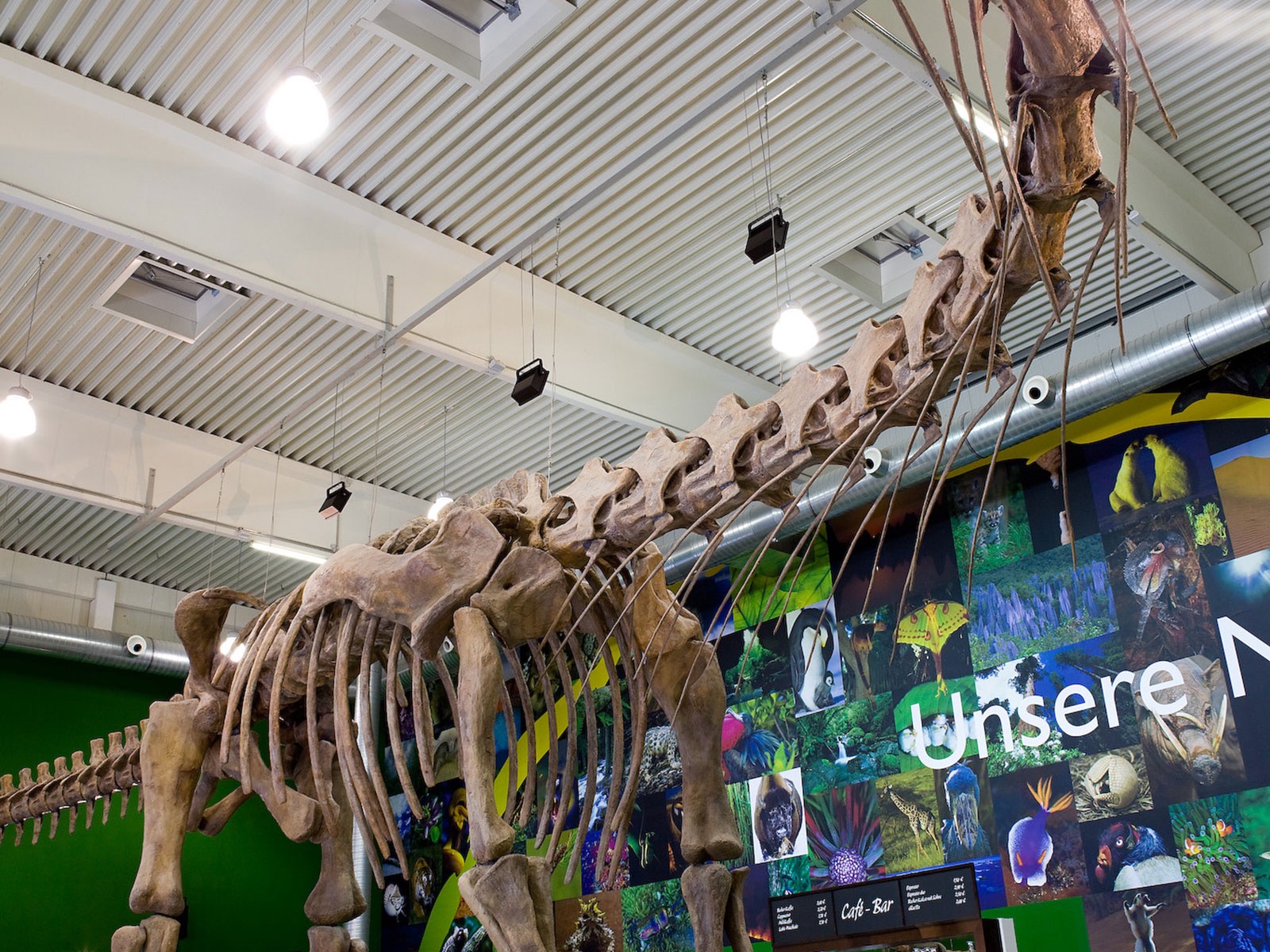 Gondwana – Das Praehistorium – Foto: Dhoefgen