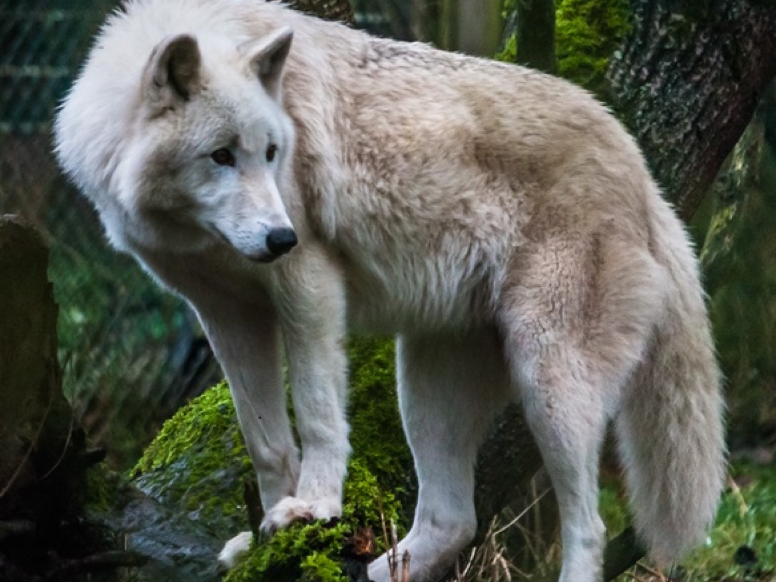 Wolfspark Werner Freund – Foto: Svenia Schreiner